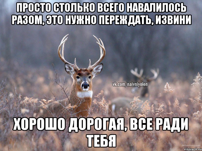 просто столько всего навалилось разом, это нужно переждать, извини хорошо дорогая, все ради тебя, Мем   Наивный олень