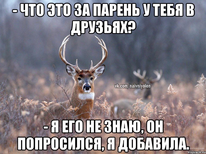 - Что это за парень у тебя в друзьях? - Я его не знаю, он попросился, я добавила., Мем   Наивный олень