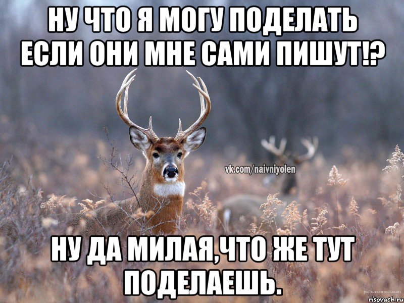 ну что я могу поделать если они мне сами пишут!? ну да милая,что же тут поделаешь., Мем   Наивный олень