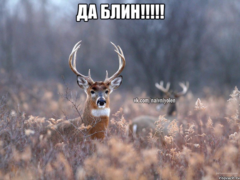 ДА БЛИН!!!!! , Мем   Наивный олень