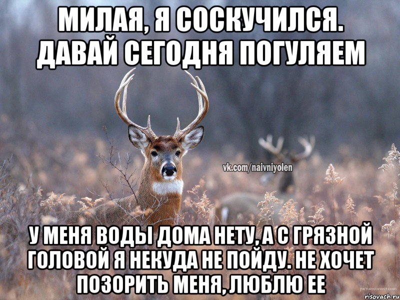 Милая, я соскучился. Давай сегодня погуляем у меня воды дома нету, а с грязной головой я некуда не пойду. Не хочет позорить меня, люблю ее, Мем   Наивный олень