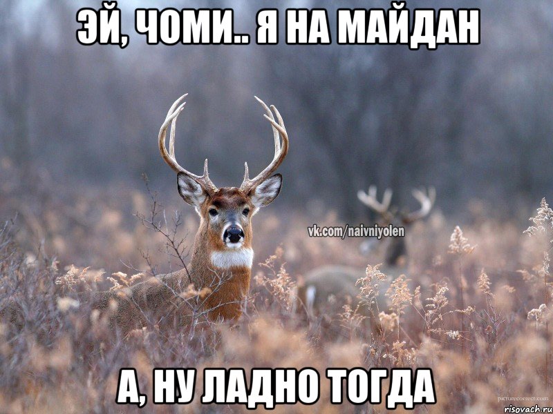 эй, чоми.. я на майдан а, ну ладно тогда, Мем   Наивный олень