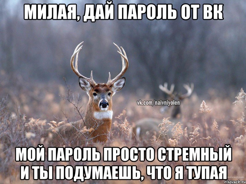 Милая, дай пароль от вк Мой пароль просто стремный и ты подумаешь, что я тупая, Мем   Наивный олень