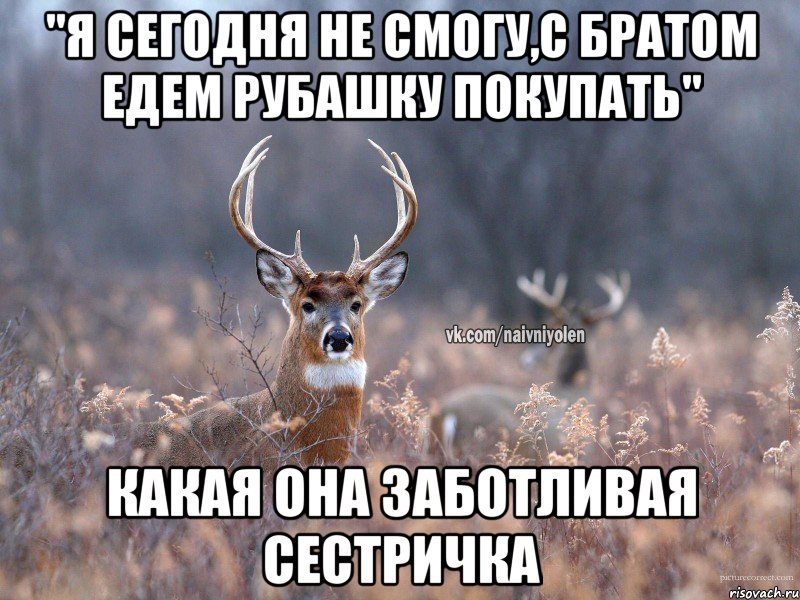 "Я сегодня не смогу,с братом едем рубашку покупать" Какая она заботливая сестричка, Мем   Наивный олень