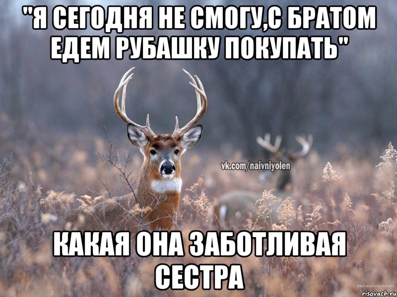 "Я сегодня не смогу,с братом едем рубашку покупать" Какая она заботливая сестра, Мем   Наивный олень