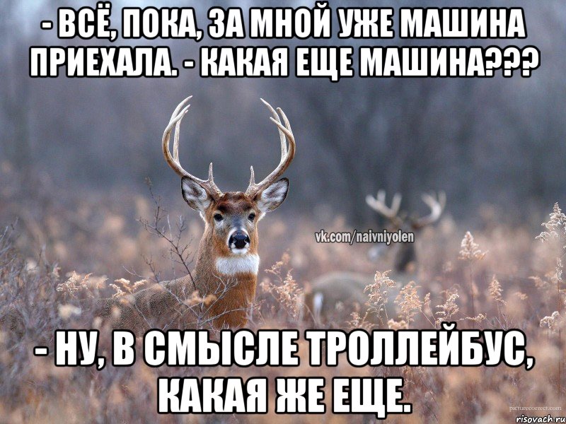 - Всё, пока, за мной уже машина приехала. - Какая еще машина??? - Ну, в смысле троллейбус, какая же еще., Мем   Наивный олень