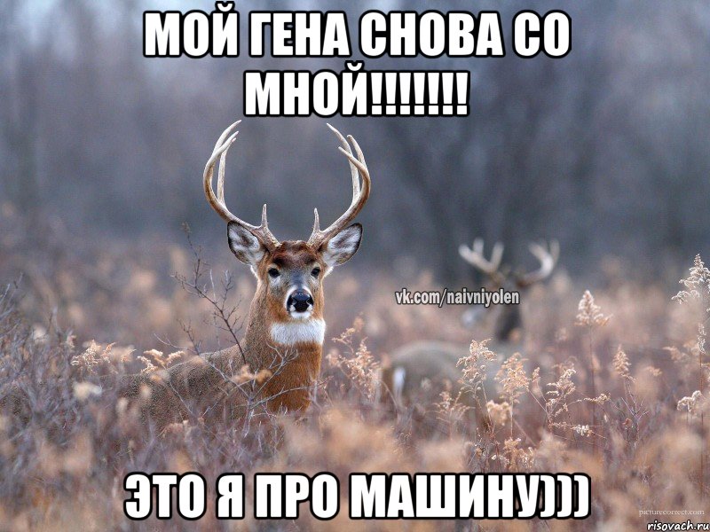 Мой Гена снова со мной!!!!!!! Это я про машину))), Мем   Наивный олень