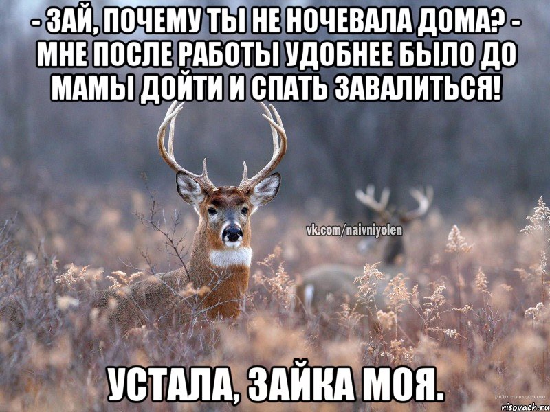 - Зай, почему ты не ночевала дома? - Мне после работы удобнее было до мамы дойти и спать завалиться! Устала, зайка моя., Мем   Наивный олень