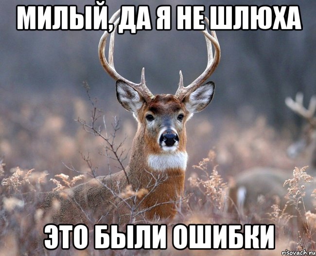 МИЛЫЙ, ДА Я НЕ ШЛЮХА ЭТО БЫЛИ ОШИБКИ, Мем   Наивный олень