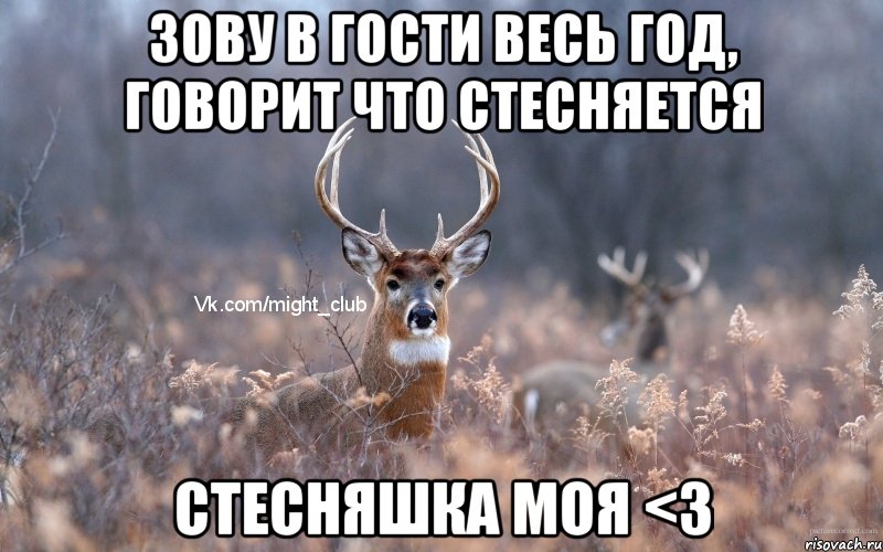 Зову в гости весь год, говорит что стесняется стесняшка моя <3, Мем   Наивный олень