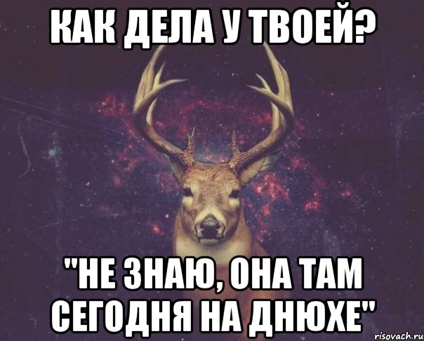 как дела у твоей? "не знаю, она там сегодня на днюхе", Мем  олень наивный