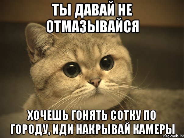 Ты давай не отмазывайся Хочешь гонять сотку по городу, иди накрывай камеры, Мем Пидрила ебаная котик