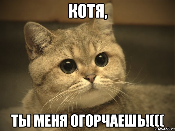 Котя, Ты меня огорчаешь!(((, Мем Пидрила ебаная котик