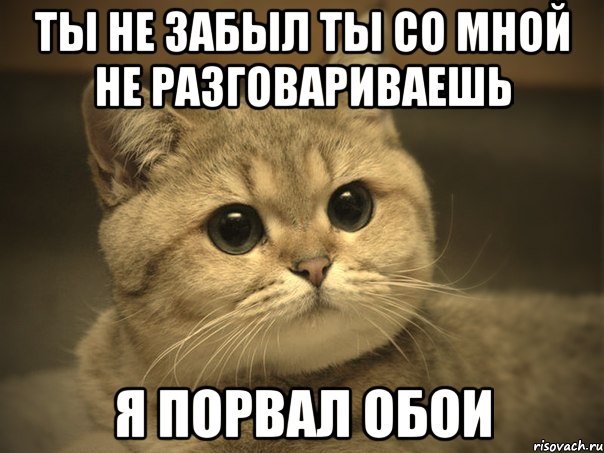 ты не забыл ты со мной не разговариваешь я порвал обои, Мем Пидрила ебаная котик