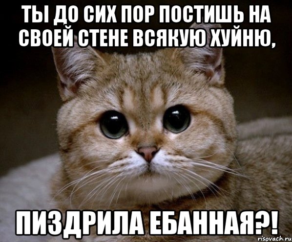 Ты до сих пор постишь на своей стене всякую хуйню, пиздрила ебанная?!, Мем Пидрила Ебаная