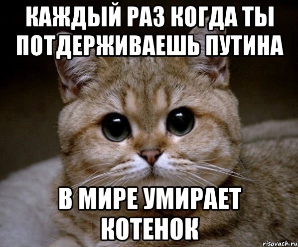 Каждый раз когда ты потдерживаешь Путина В мире умирает котенок, Мем Пидрила Ебаная