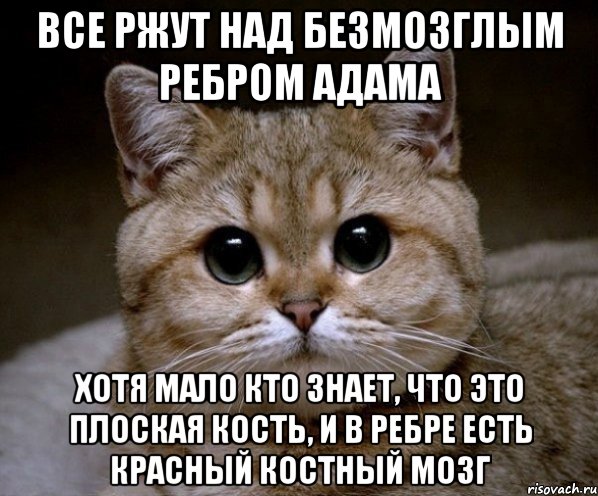 все ржут над безмозглым ребром Адама хотя мало кто знает, что это плоская кость, и в ребре есть красный костный мозг, Мем Пидрила Ебаная