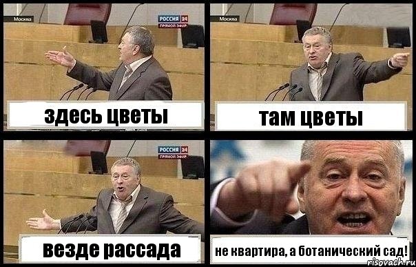 здесь цветы там цветы везде рассада не квартира, а ботанический сад!, Комикс с Жириновским