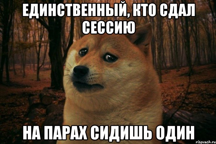 единственный, кто сдал сессию на парах сидишь один, Мем SAD DOGE