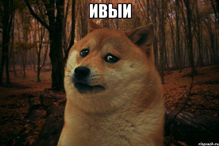 ивыи , Мем SAD DOGE