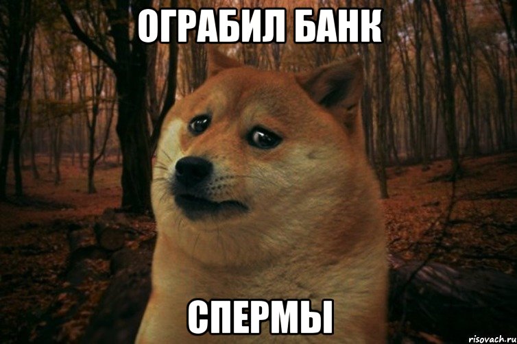 ограбил банк спермы, Мем SAD DOGE