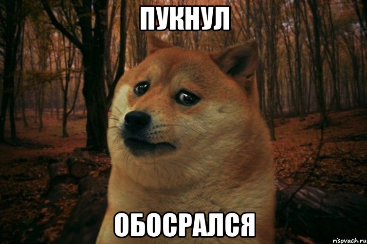 пукнул обосрался, Мем SAD DOGE