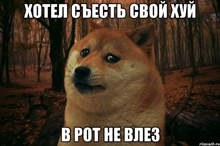 Хотел съесть свой хуй В рот не влез, Мем SAD DOGE