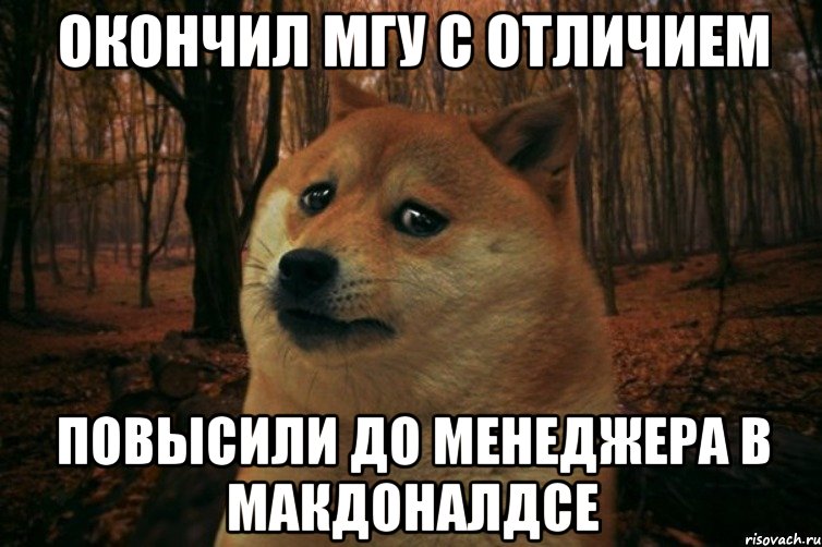 окончил мгу с отличием повысили до менеджера в макдоналдсе, Мем SAD DOGE