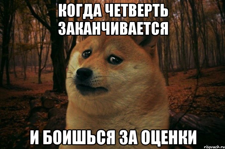 Когда четверть заканчивается И боишься за оценки, Мем SAD DOGE