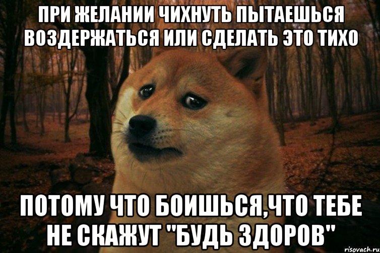 При желании чихнуть пытаешься воздержаться или сделать это тихо Потому что боишься,что тебе не скажут "Будь здоров", Мем SAD DOGE