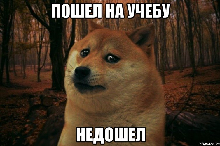 ПОШЕЛ НА УЧЕБУ НЕДОШЕЛ, Мем SAD DOGE