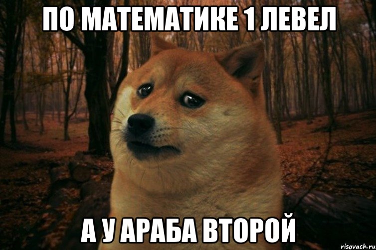 по математике 1 левел а у араба Второй, Мем SAD DOGE