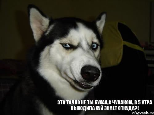 Это точно не ты бухая,с чуваком, в 5 утра выходила хуй знает откуда?!, Комикс  Собака подозревака