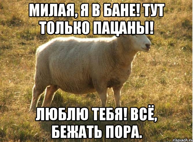 милая, я в бане! тут только пацаны! люблю тебя! всё, бежать пора., Мем Типичная овца