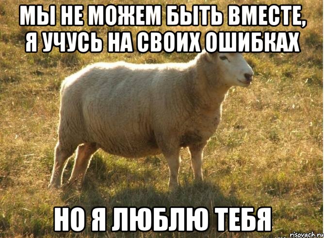 Мы не можем быть вместе, я учусь на своих ошибках но я люблю тебя, Мем Типичная овца