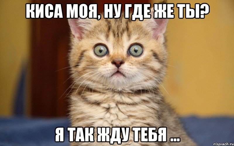 киса моя, ну где же ты? я так жду тебя ...