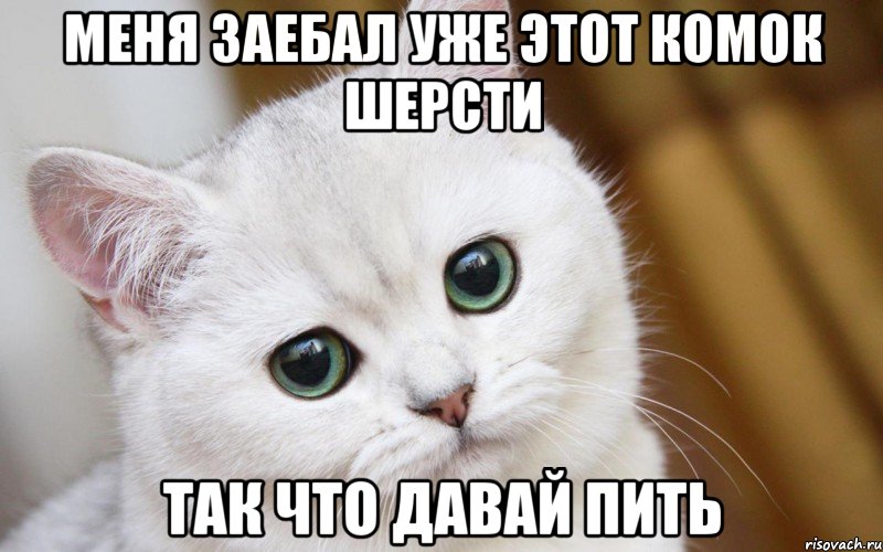 меня заебал уже этот комок шерсти так что давай пить, Мем  В мире грустит один котик