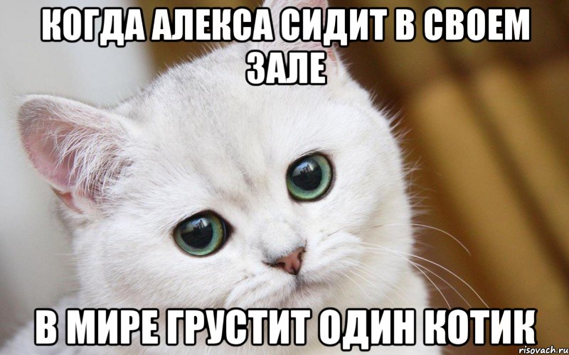 КОГДА АЛЕКСА СИДИТ В СВОЕМ ЗАЛЕ В МИРЕ ГРУСТИТ ОДИН КОТИК, Мем  В мире грустит один котик