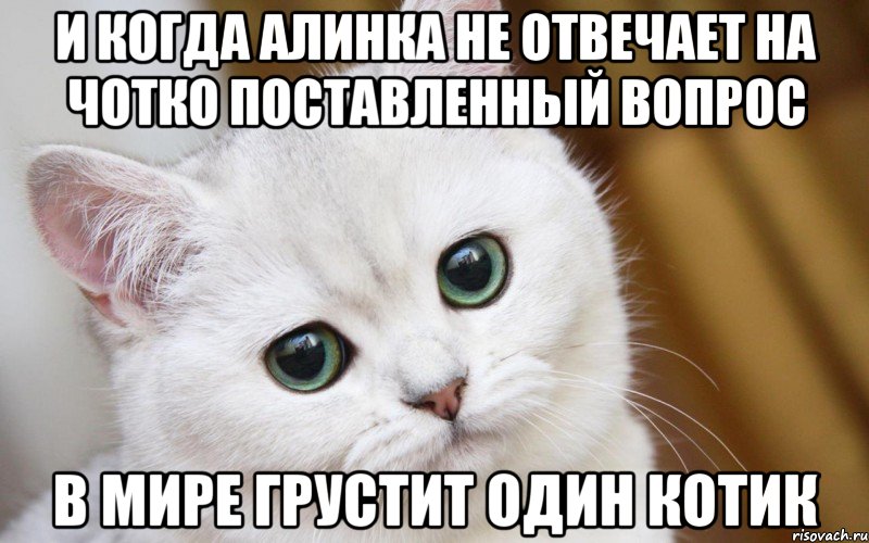 и когда Алинка не отвечает на чотко поставленный вопрос в мире грустит один котик, Мем  В мире грустит один котик