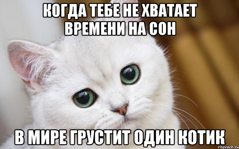 Когда тебе не хватает времени на сон В мире грустит один котик, Мем  В мире грустит один котик