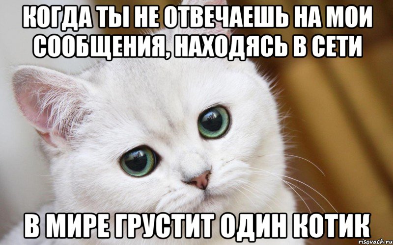 Когда ты не отвечаешь на мои сообщения, находясь в сети В мире грустит один котик, Мем  В мире грустит один котик