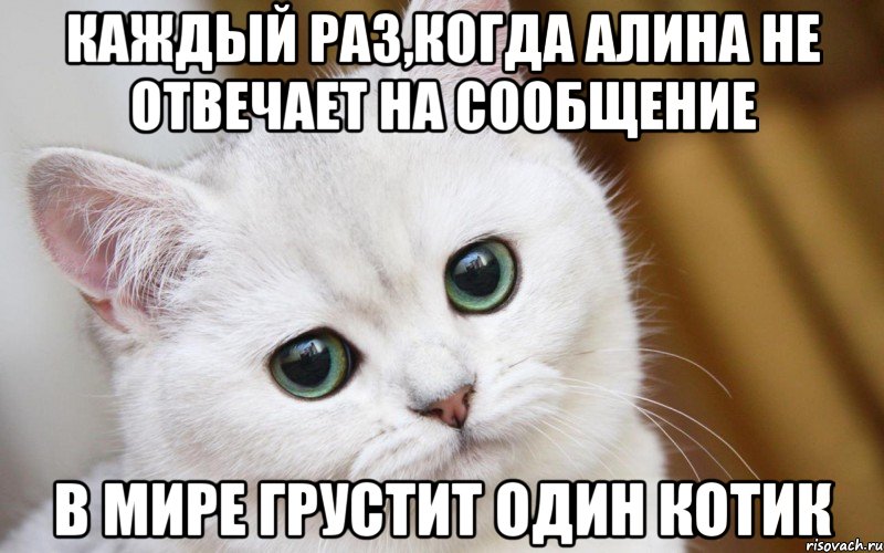 Каждый раз,когда Алина не отвечает на сообщение В мире грустит один котик, Мем  В мире грустит один котик