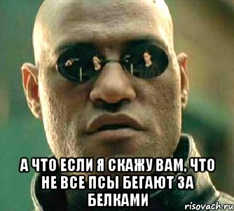  а что если я скажу вам, что не все псы бегают за белками, Мем  а что если я скажу тебе