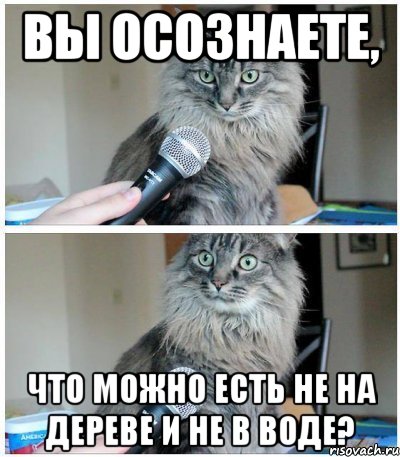 Вы осознаете, Что можно есть не на дереве и не в воде?, Комикс  кот с микрофоном