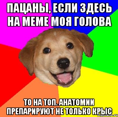 пацаны, если здесь на меме моя голова то на топ. анатомии препарируют не только крыс, Мем Advice Dog