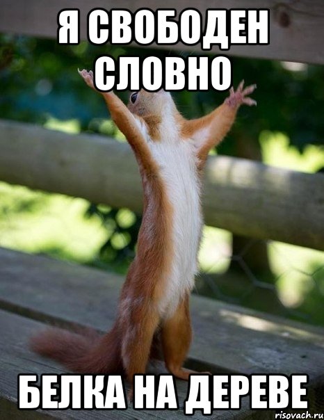 я свободен словно белка на дереве, Мем    белка молится