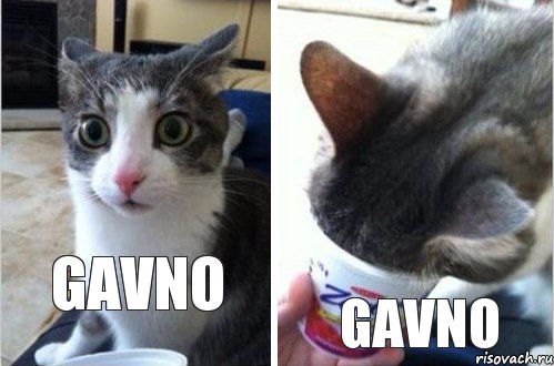 gavno gavno