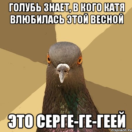 Голубь знает, в кого Катя влюбилась этой весной это Серге-ге-геей, Мем голубь