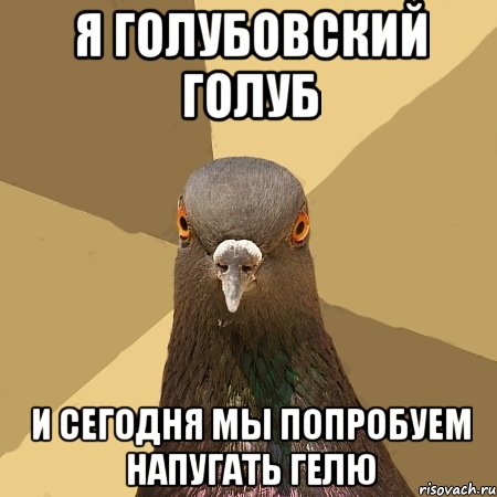 Я Голубовский Голуб И сегодня мы попробуем напугать гелю, Мем голубь