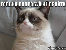 Только попробуй не прийти На ДР Кота!   , Комикс grumpy cat